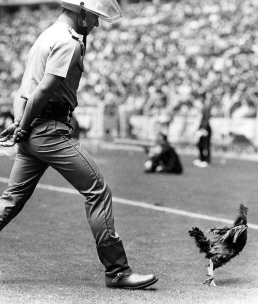 16. Juni 1986: Brasilien spielt im mexikanischen Guadalajara gegen Polen. Ein Feuerwehrmann verscheucht ein Huhn vom Spielfeld. Brasilien gewinnt 4:0. (Foto: Keystone/AP)
