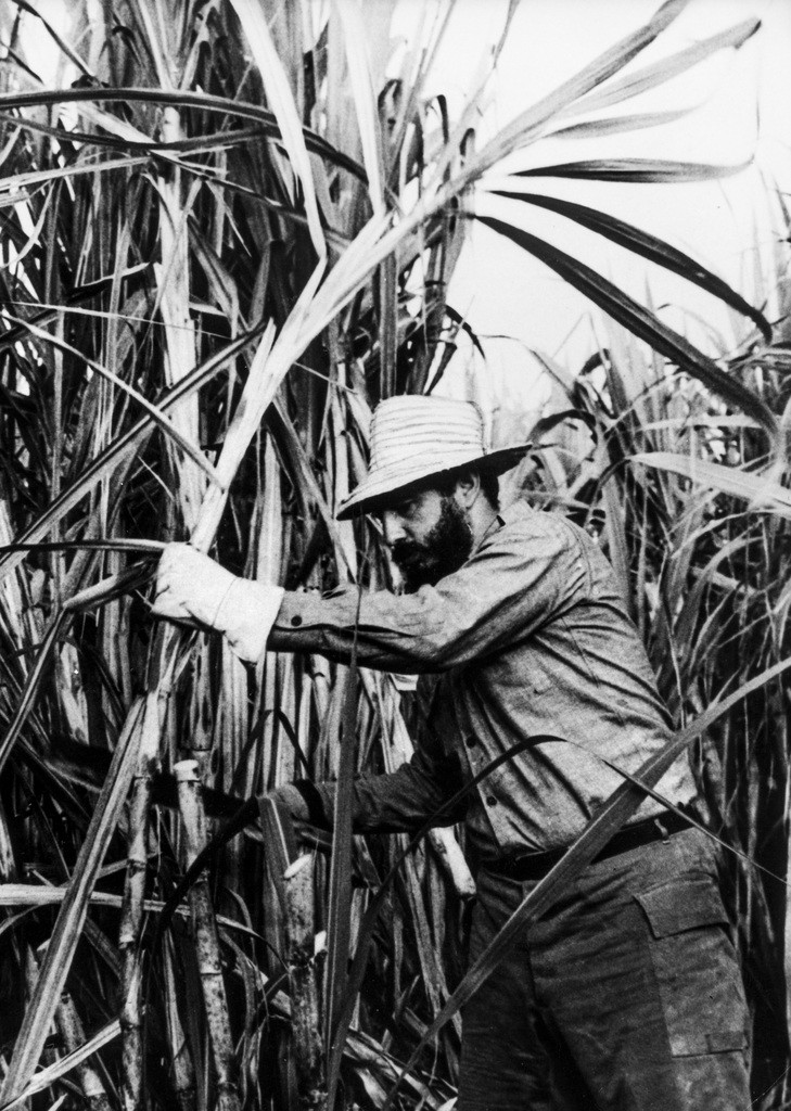 29. April 1965: Fidel Castro mit Machete während der Zuckerrohrernte in der Region Playa Giron (Foto: Keystone/Str)