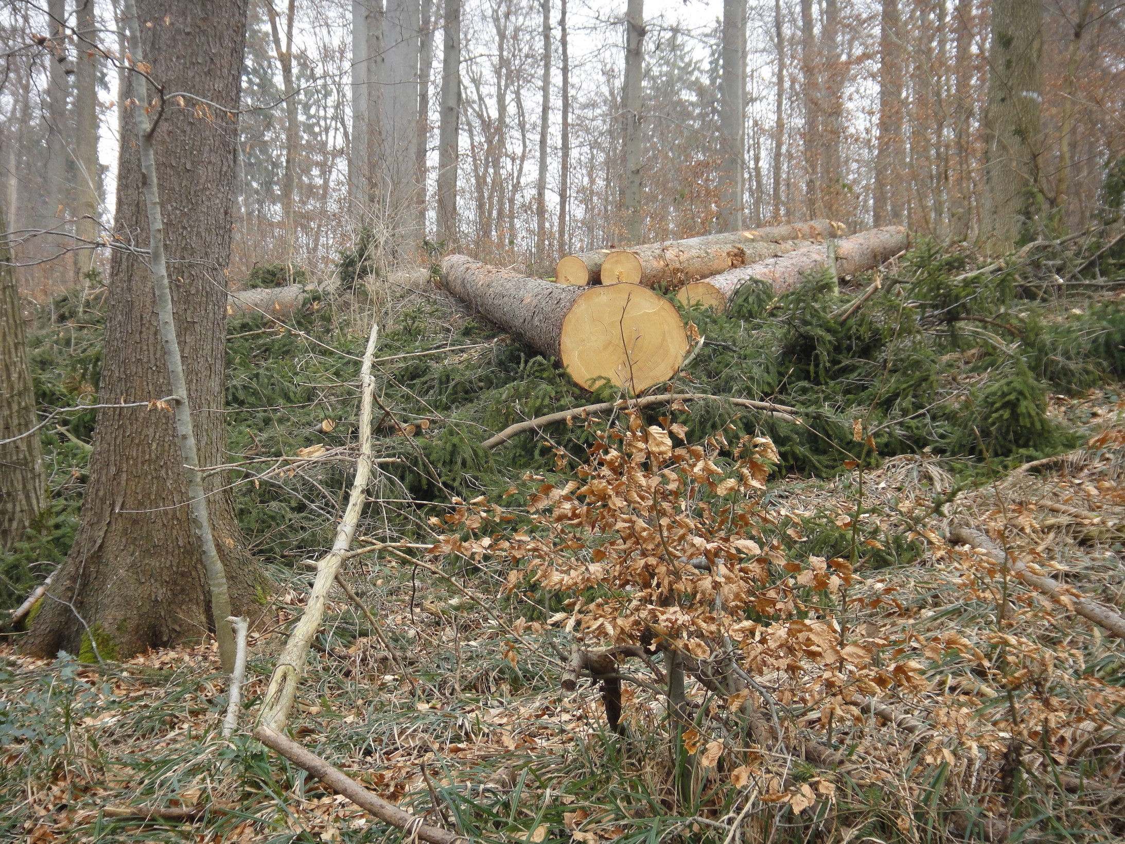 "Wenig Verständnis habe ich für Beschimpfungen der Waldarbeiter - sie machen ihren Job." Der Zürcher Adlisberg am 13.2.2011