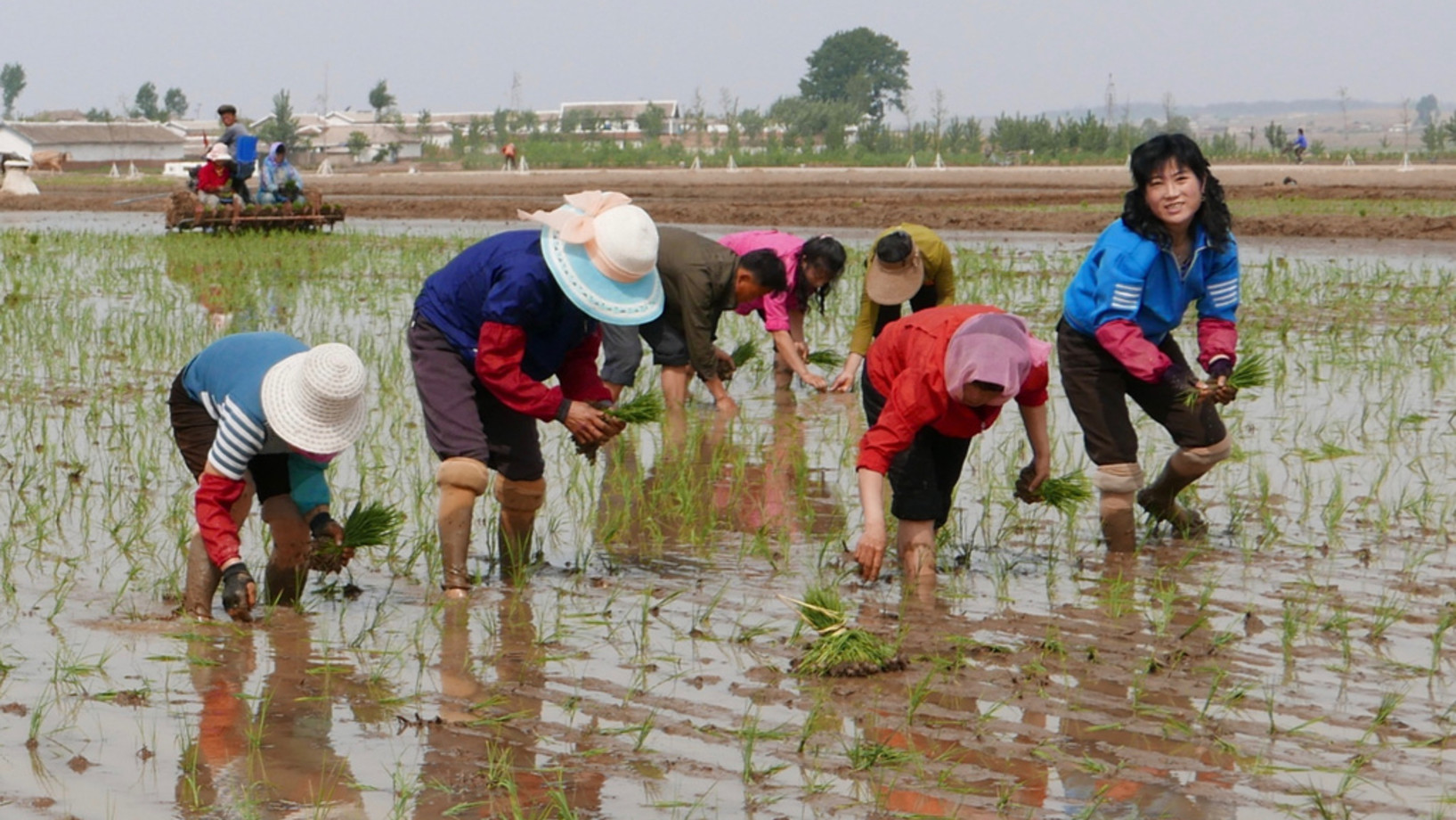 
Nordkoreanische Bauern pflanzen Reissetzlinge in einem Feld der Sambong Kooperativ-Farm in der Provinz Süd-Pyongan. Der Mai ist in Nordkorea der entscheidende Monat für das Ausbringen der Setzlinge in die Reisfelder. UN-Organisationen haben kürzlich gewarnt, wegen Ernteausfällen des vergangenen Jahres und fehlendem Regen in diesem Jahr stehe Nordkorea erneut vor einer Hungersnot. (Keystone/AP Photos/APTN) 
