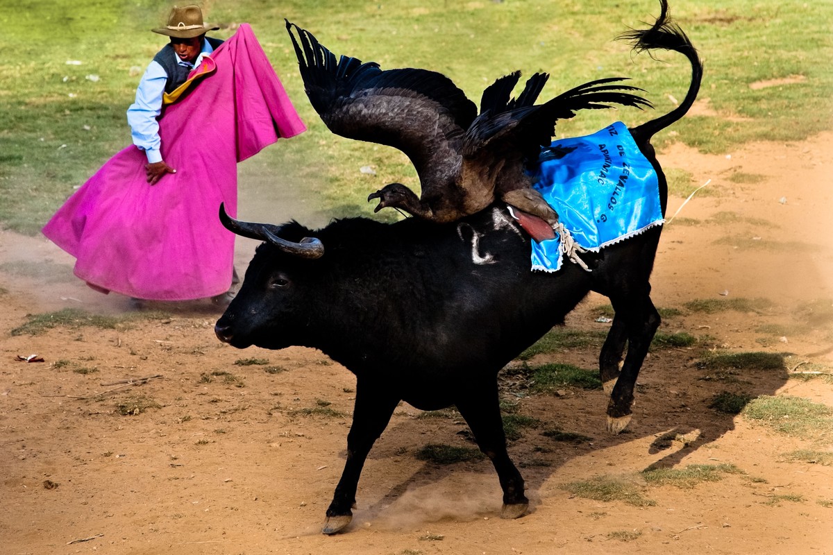 Stierkampf Peru