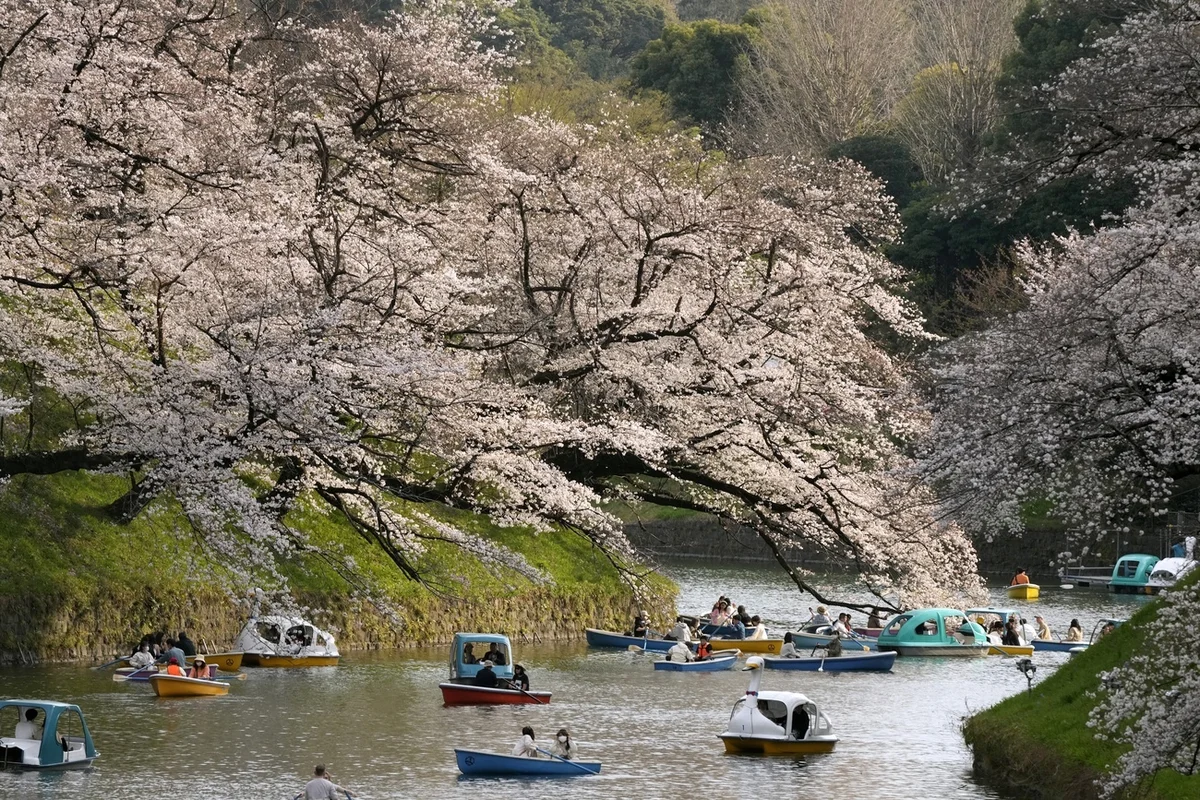  Kirschblütenfest in Japan 