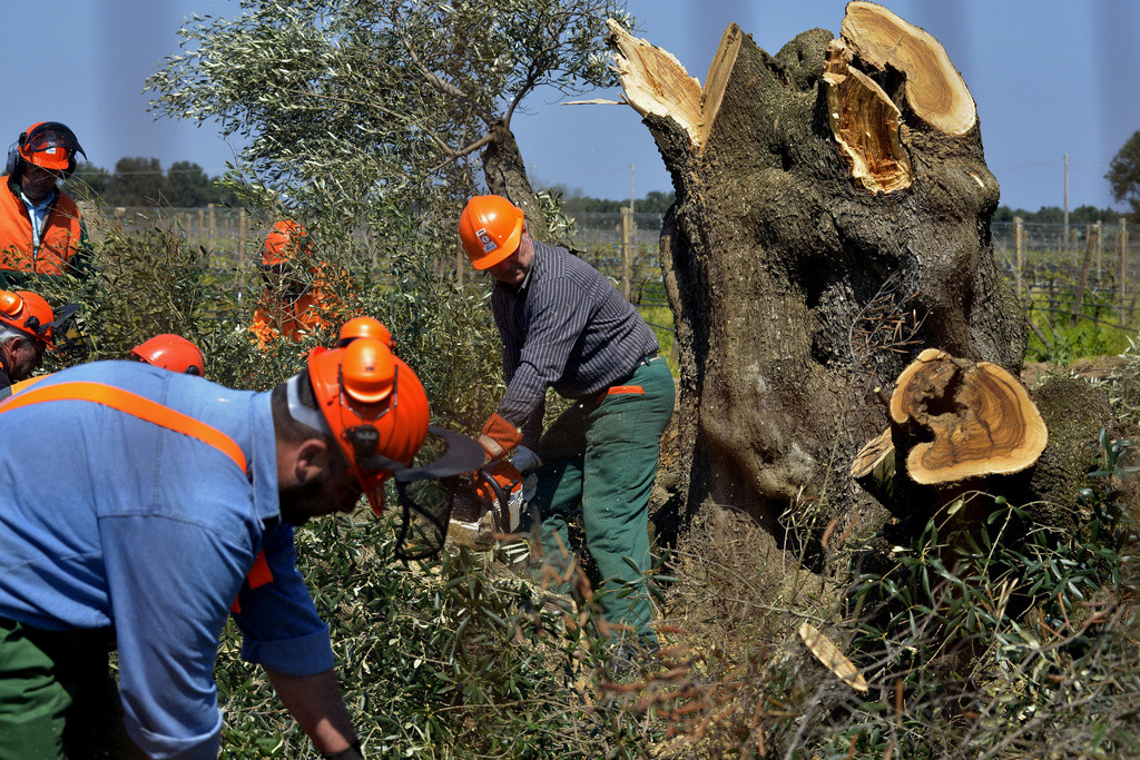 Arbeiter fällen in Oria bei Brindisi einen mehrere hundert Jahre alten Baum. (Foto: Keystone/AP/Gaetano Loporto)