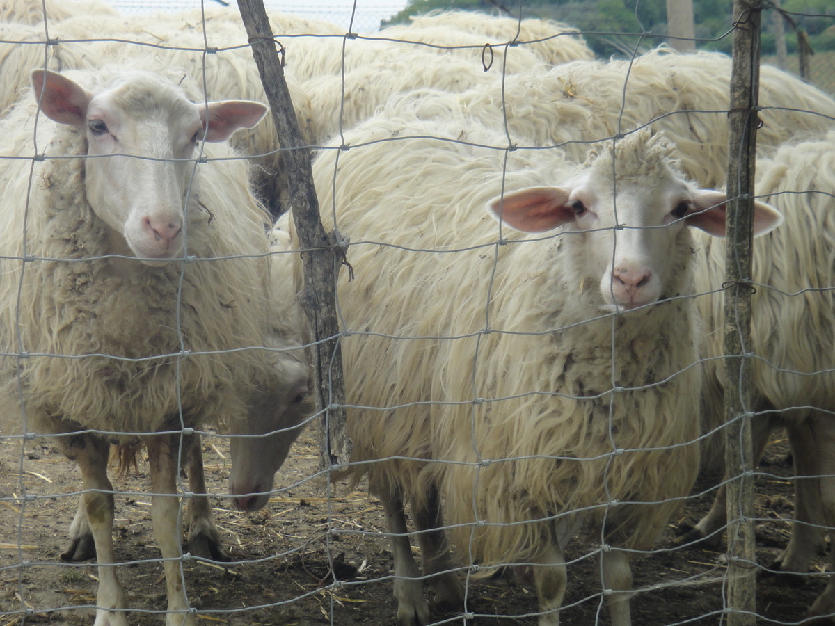 Schafe in der Toscana, fotografiert am Tag vor Ostern. Ihre Jungen kommen am Ostersonntag tonnenweise auf die italienischen Tische. Denn das Lamm, wichtiges Symbol im Christentum, darf beim österlichen Festessen nicht fehlen. Trotz Protesten von Tierschützern.