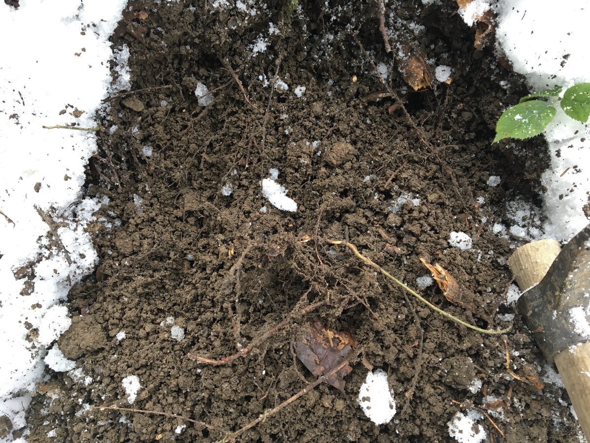 Ein paar kleinere Wurzeln sind in diesem schneebedeckten Waldboden erkennbar; ob darunter Mykorrhiza-Pilze sind, ist offen. Pilzhyphen sind oft so klein, dass sie von Auge kaum sichtbar sind.