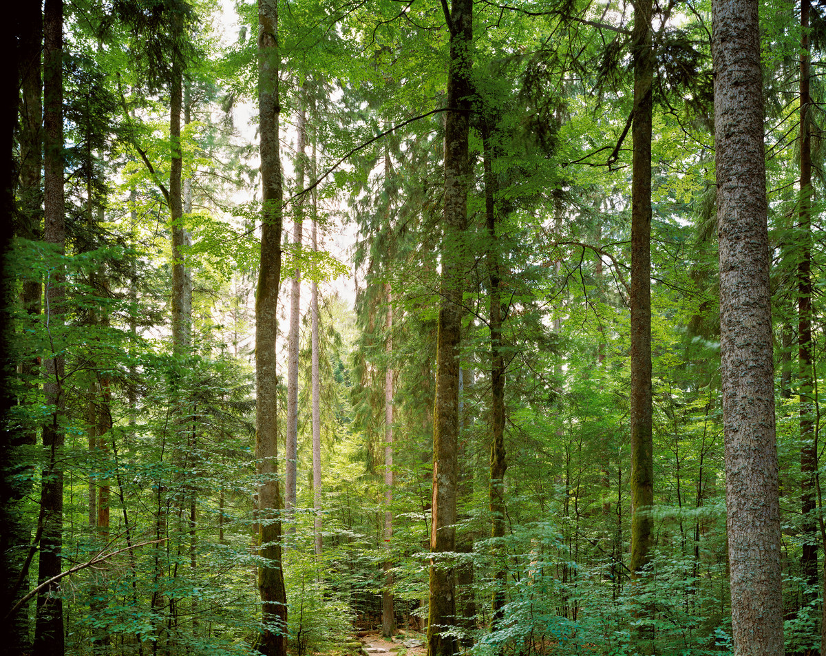 Bayerischer Wald 1999 © Thomas Struth / courtesy Schirmer/Mosel