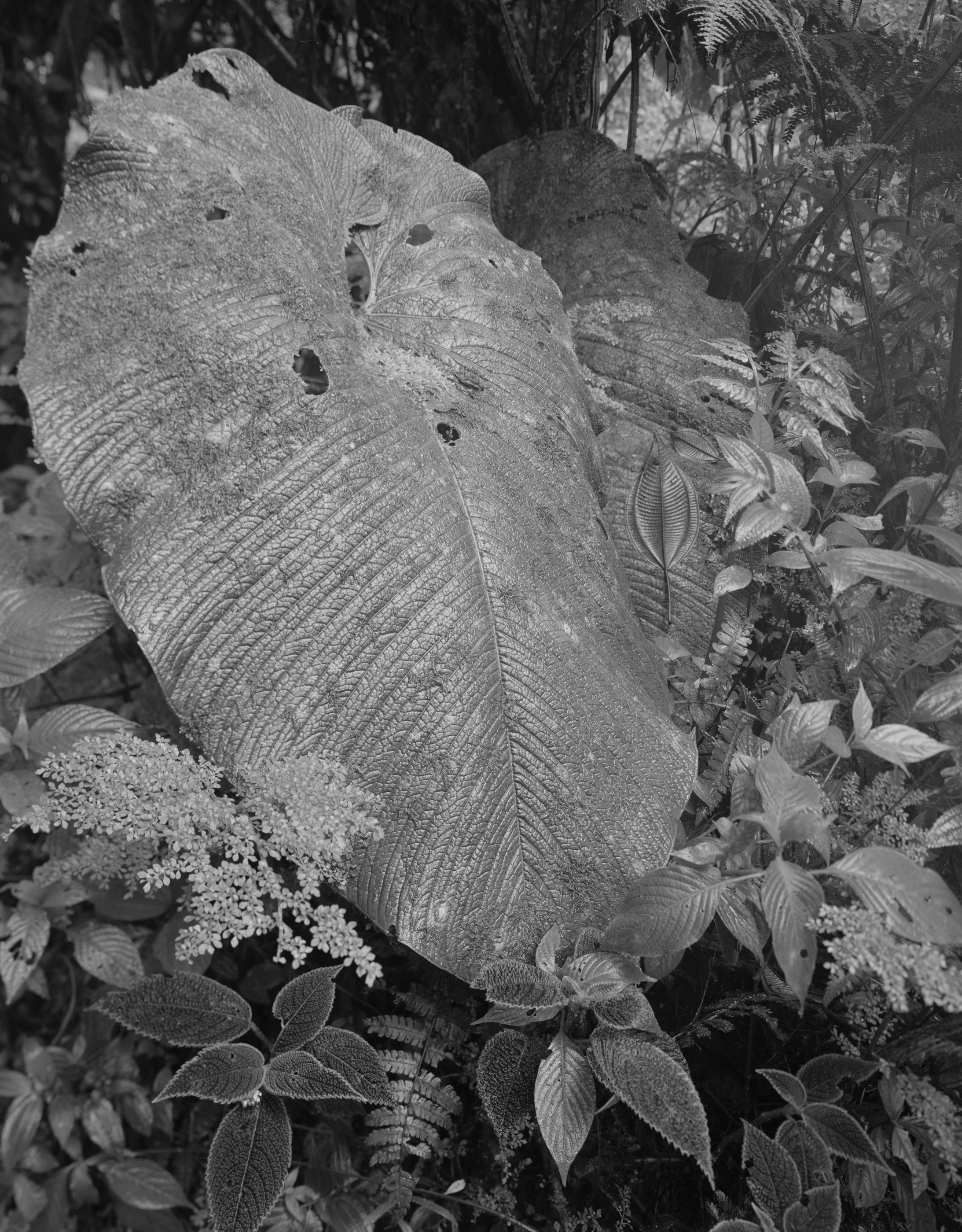 Guido Baselgia, Guido Baselgia, Tierra templada № 5, 2019, © Guido Baselgia, 2019, © Guido Baselgia