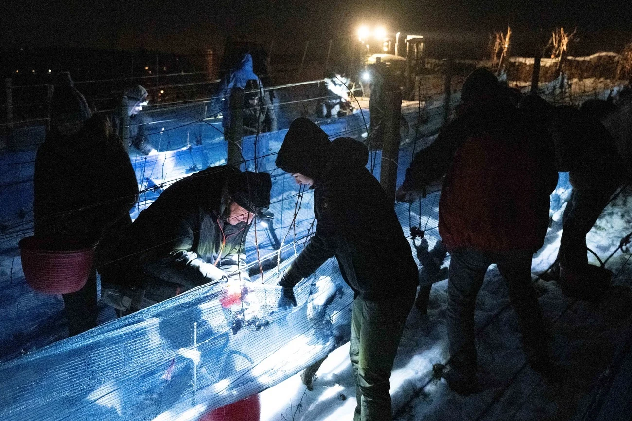 Eisweinlese in Sachsen