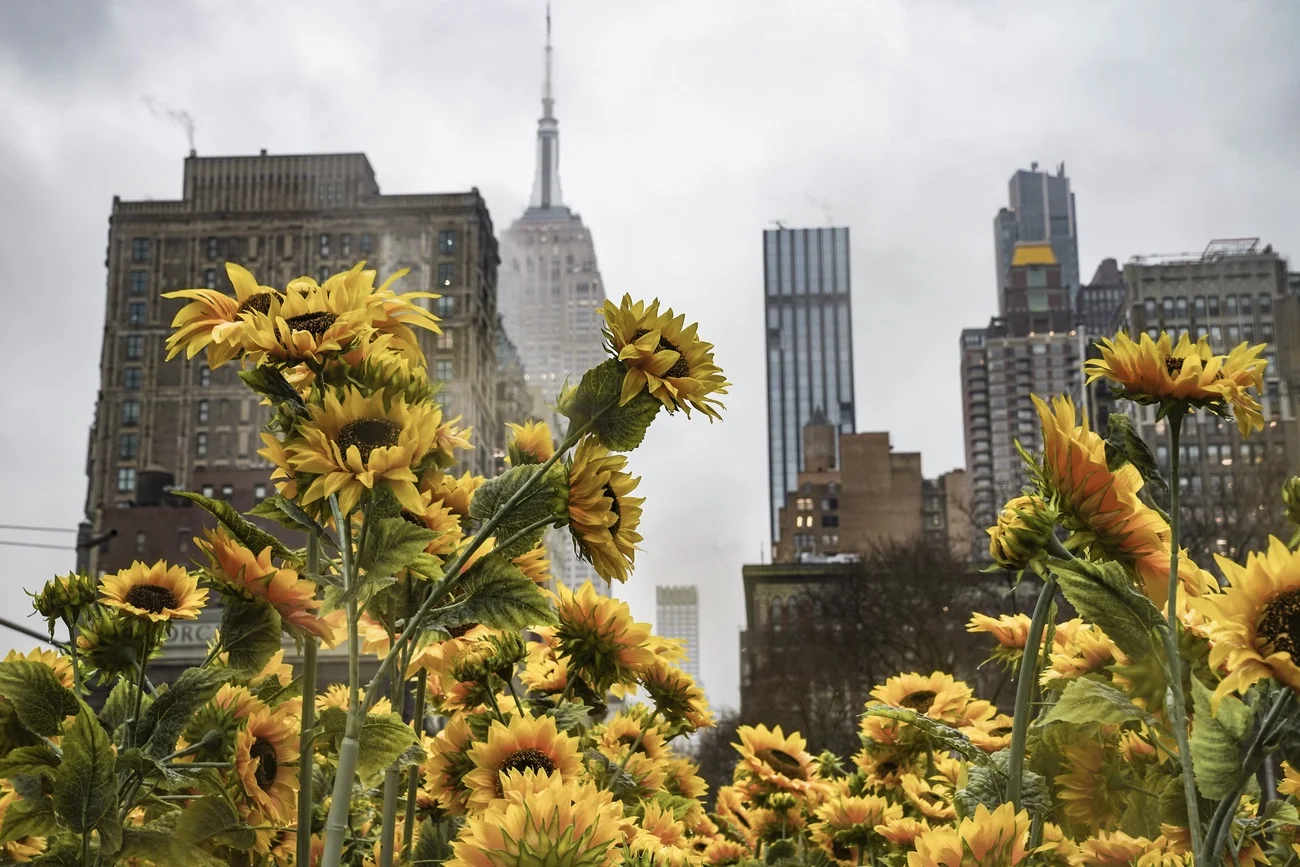 Sonnenblumen für Ukraine in NYC