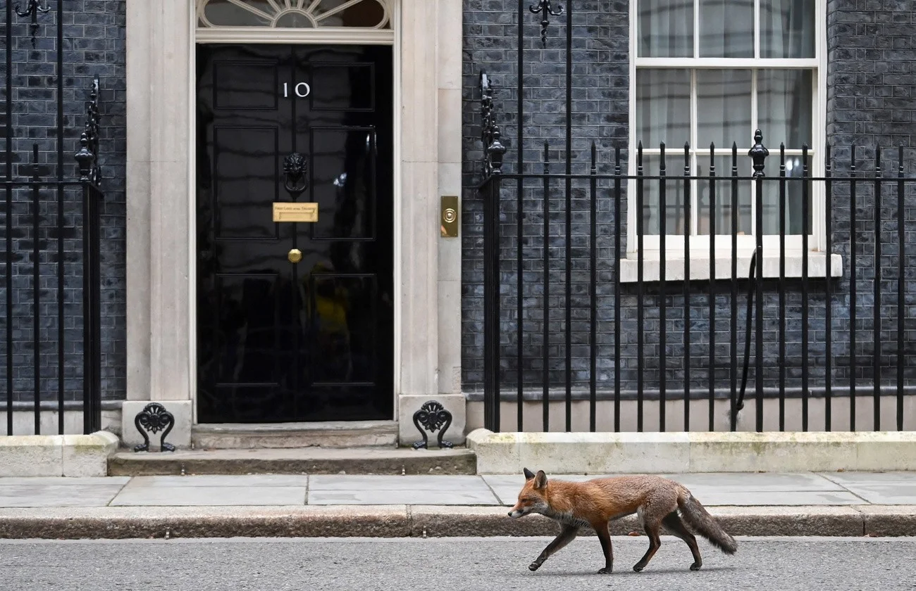 Fuchs, Downing Street 10