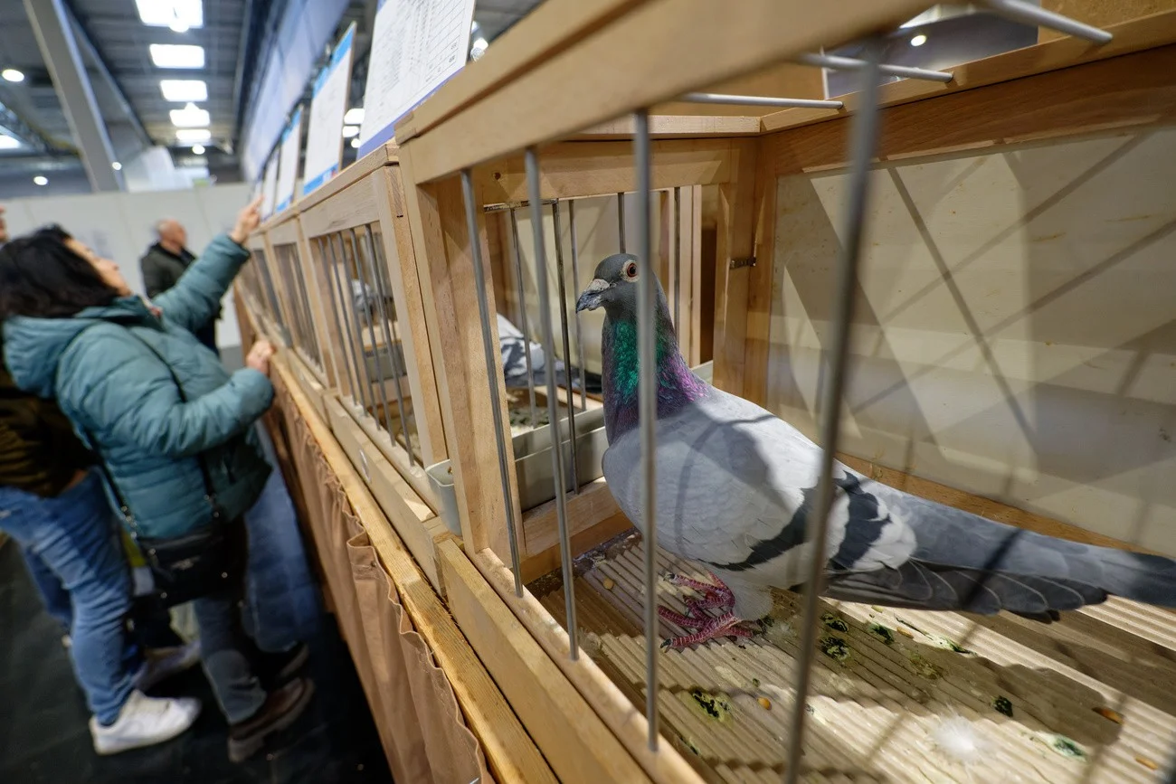 Brieftauben, Dortmund 