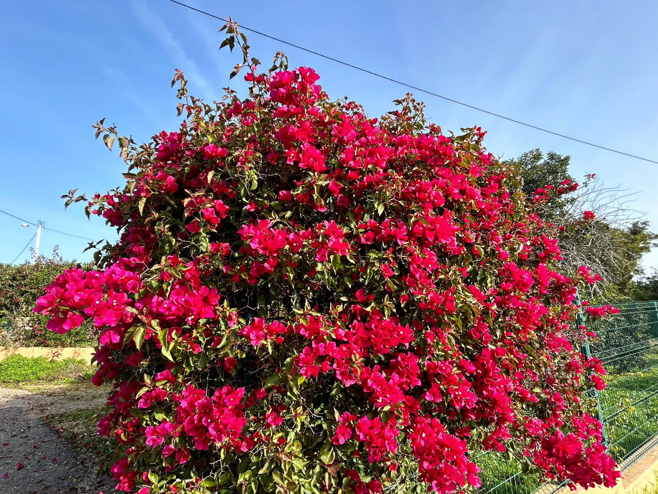 Blumenzauber, Algarve