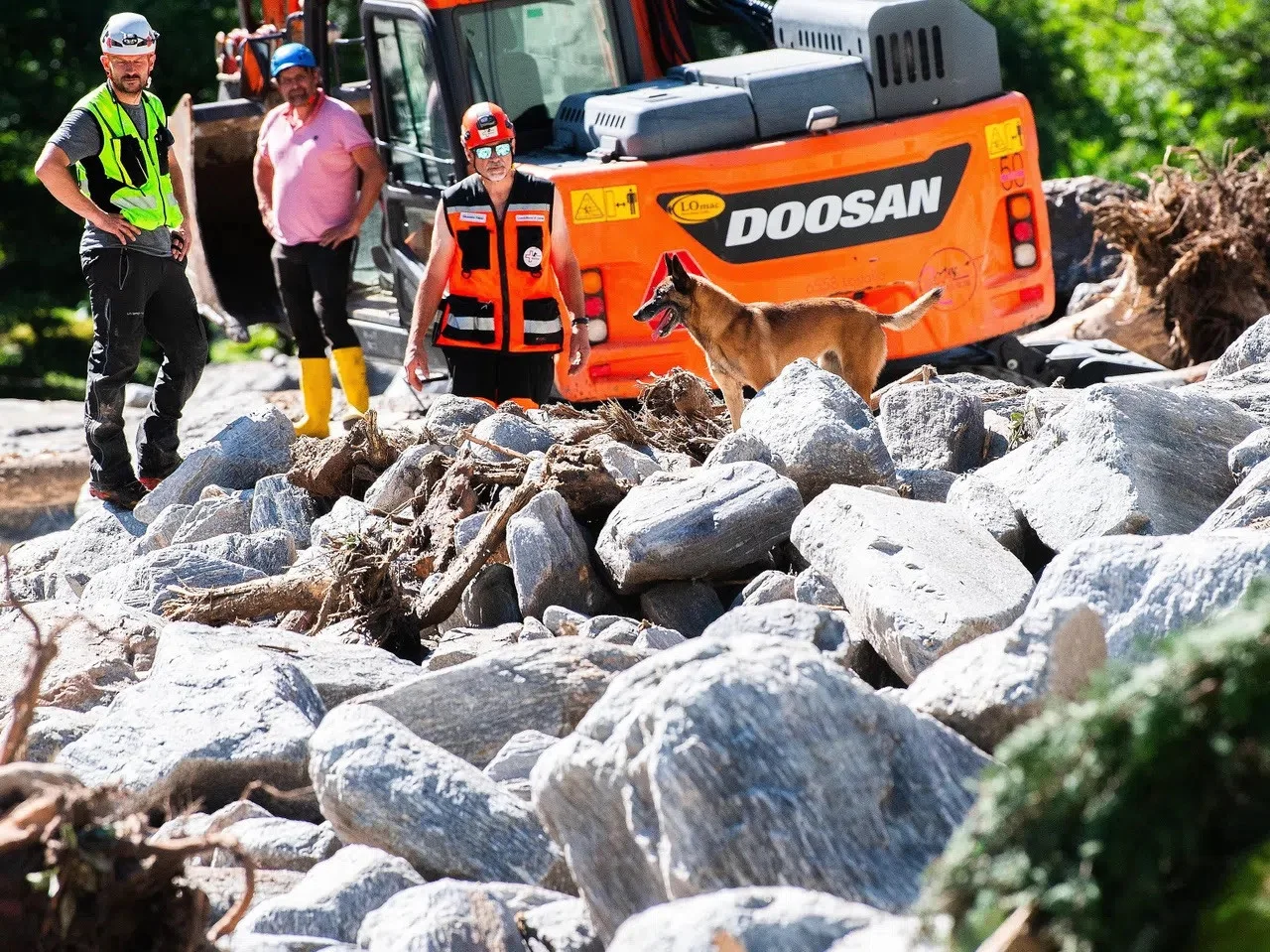 Hunde suchen nach Vermissten
