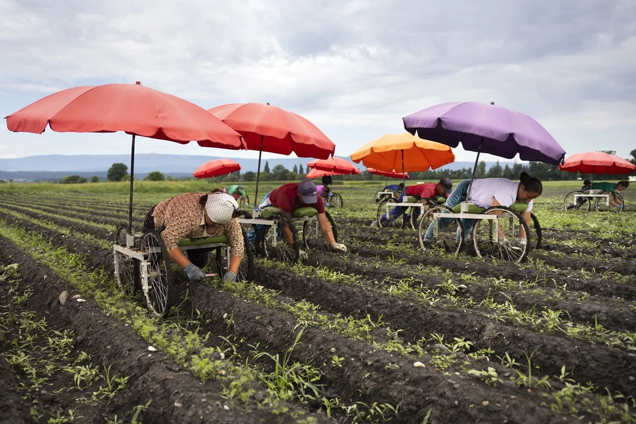 Gemüseanbau, Kerzers