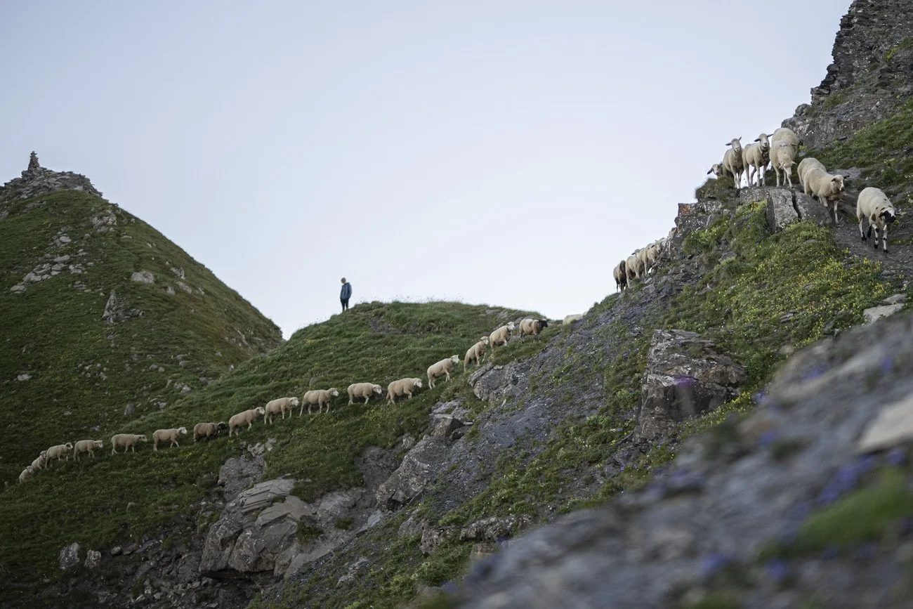 Schafübergang, Falknis 