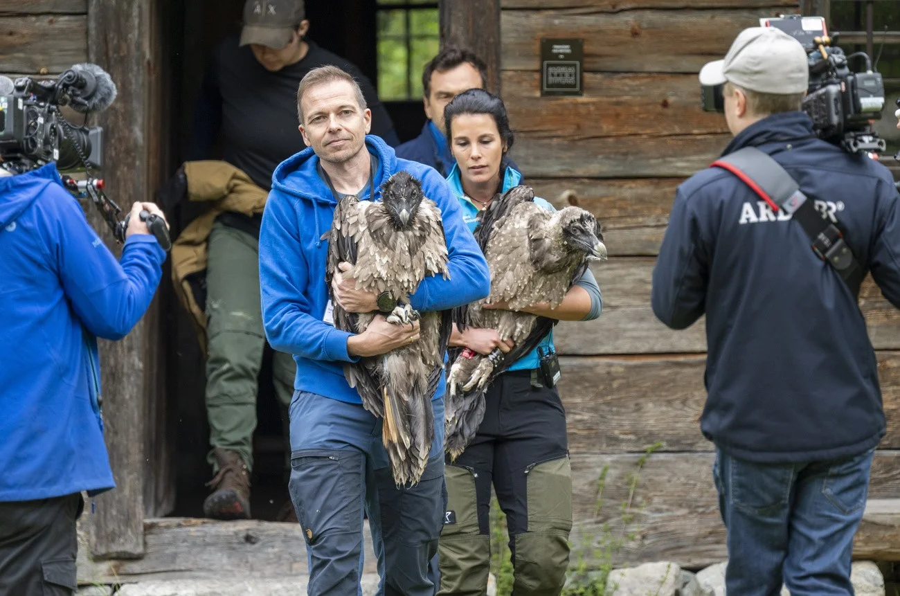 Bartgeier, Berchtesgaden 