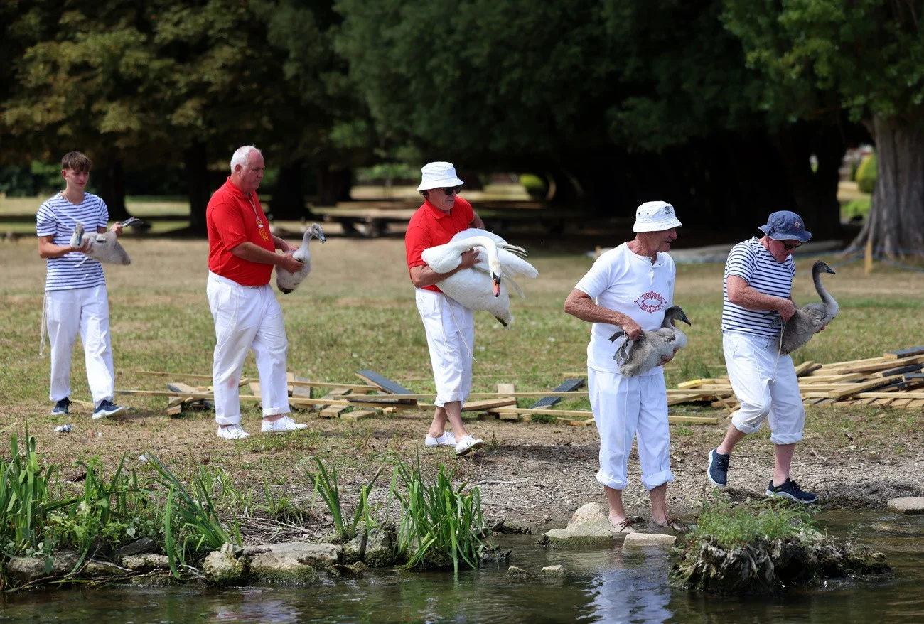 Schwäne-Zählung, Themse