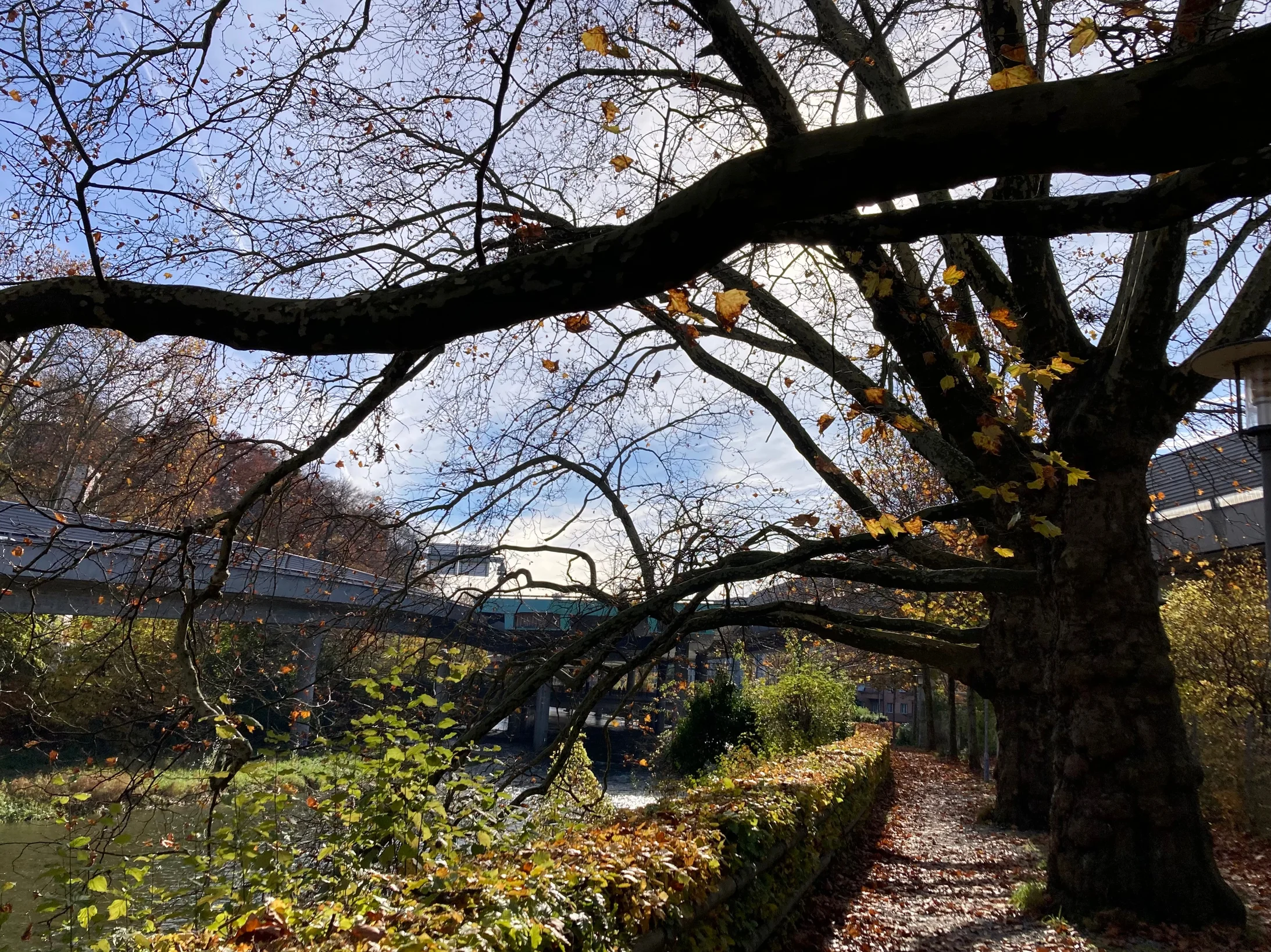 Monster auf hundert Beinen 