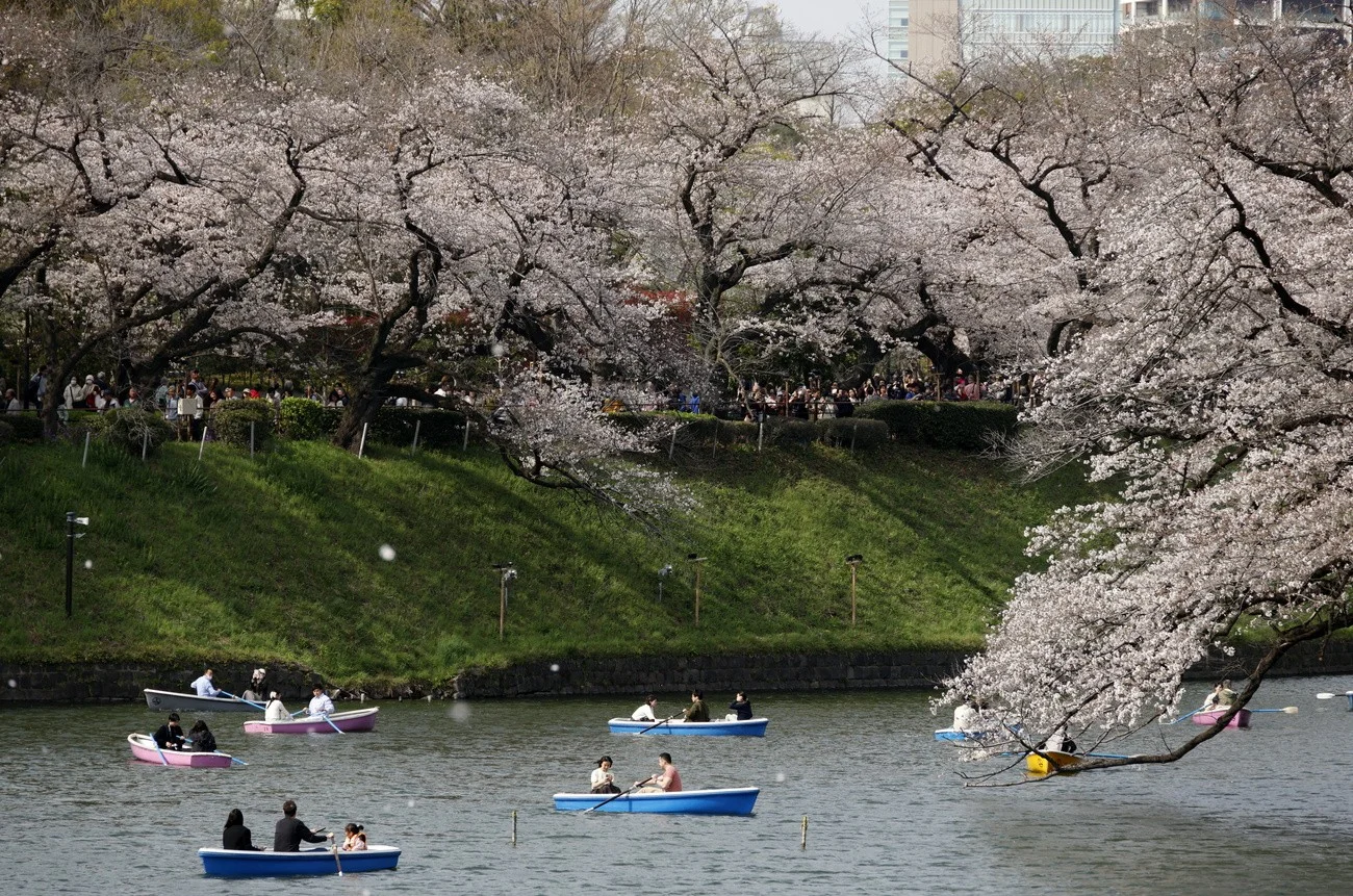 Kirschblüten, Tokio 