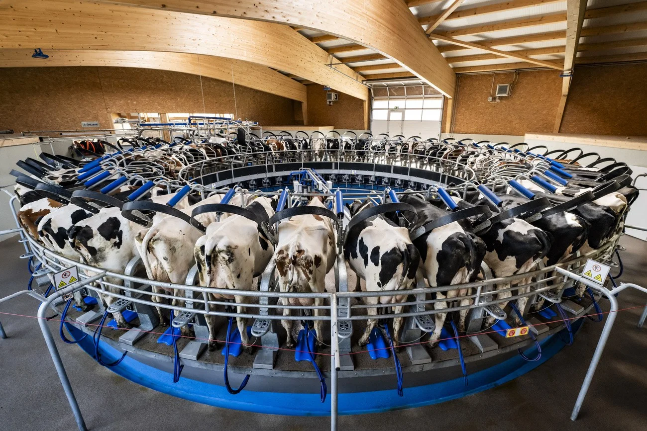 Kühe, Melk-Karussell 