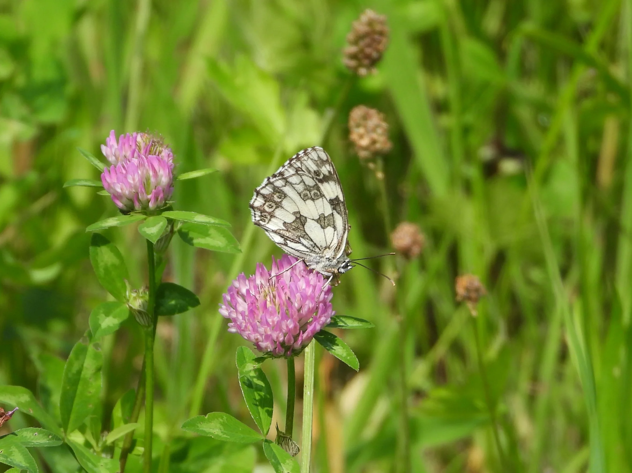 Schachbrettfalter 