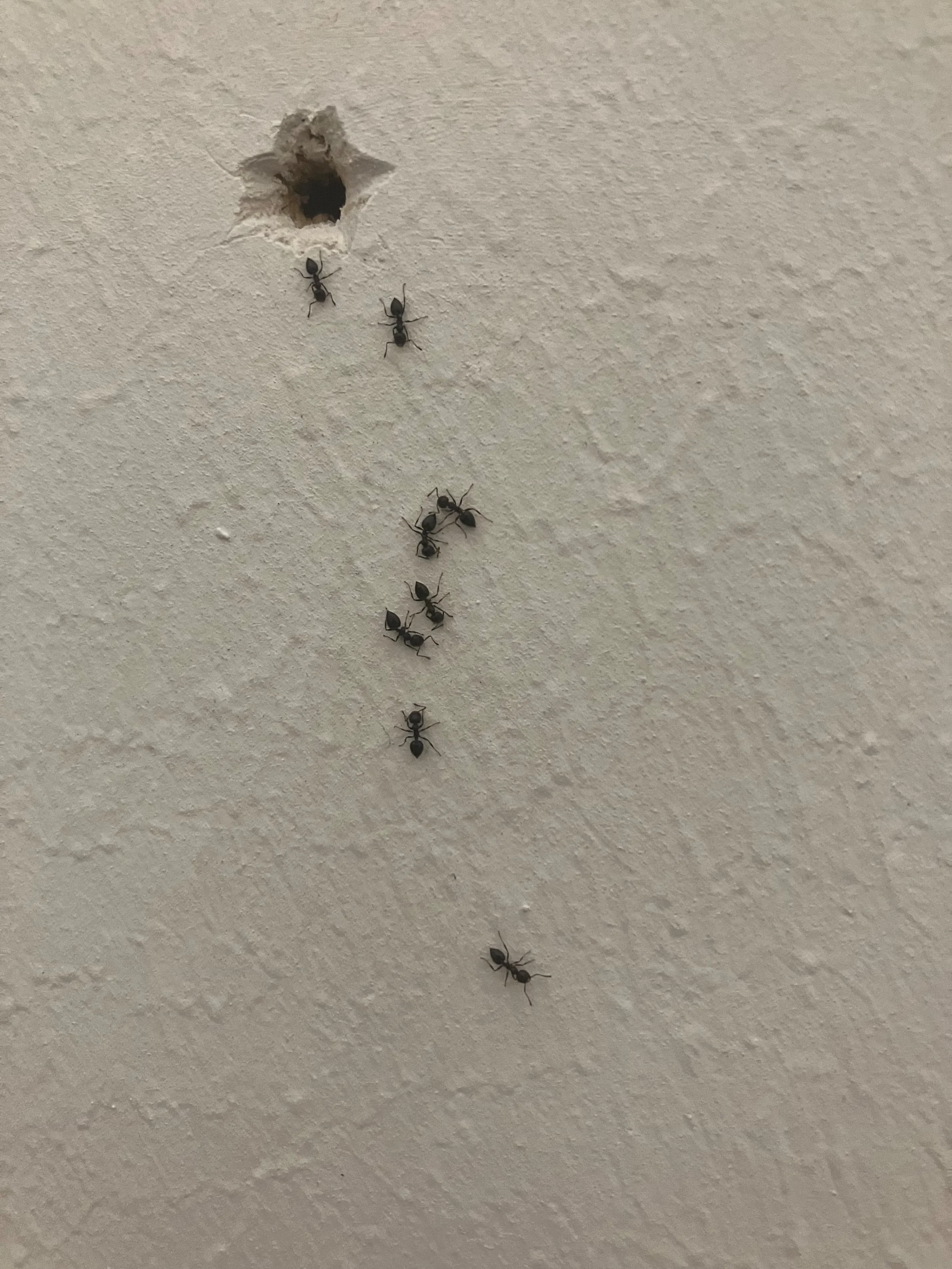 Pierre Huyghe