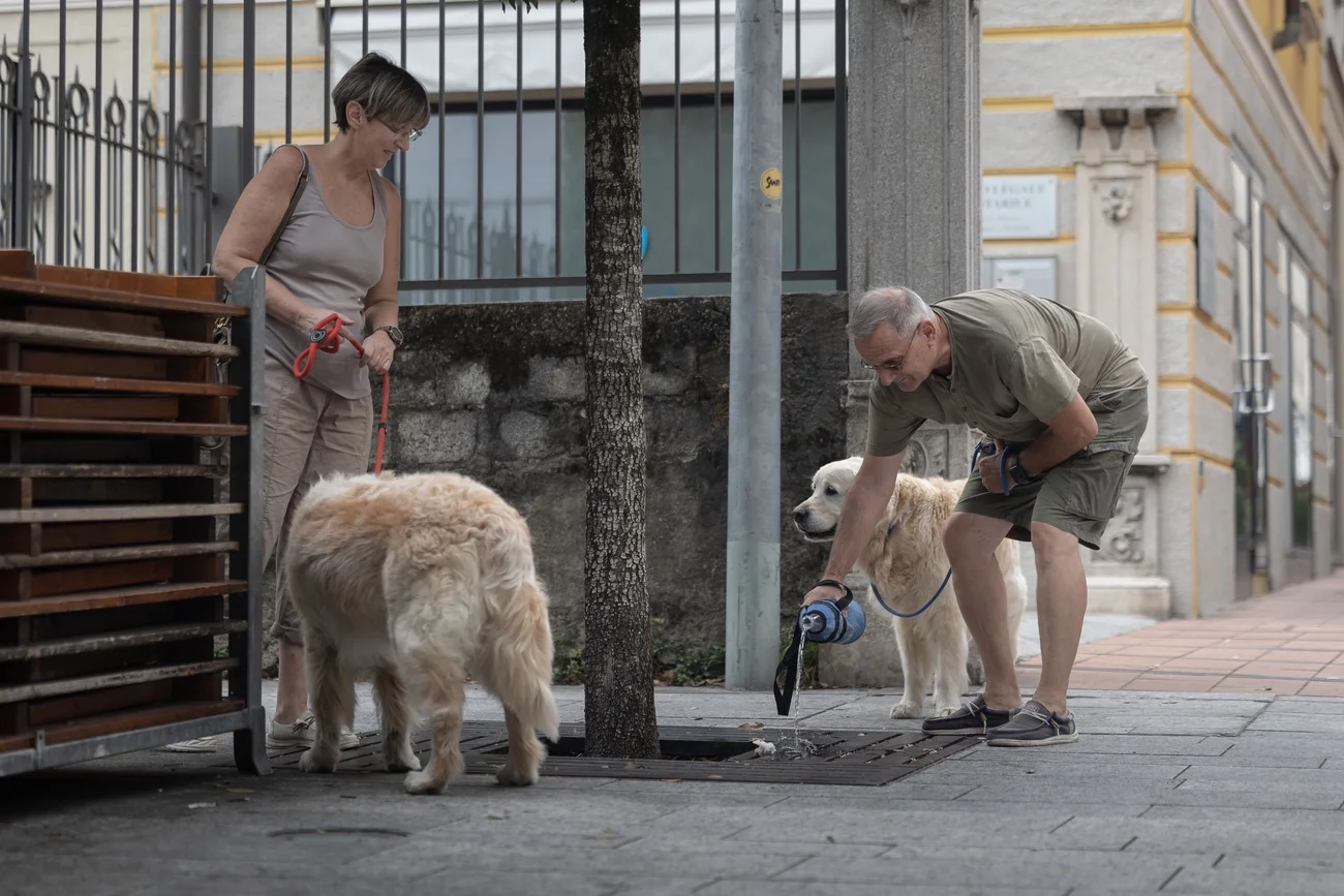 Chiasso Hunde