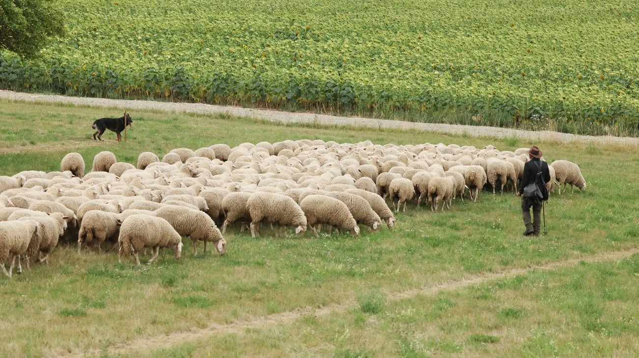 Schäfertag,  Thüringen
