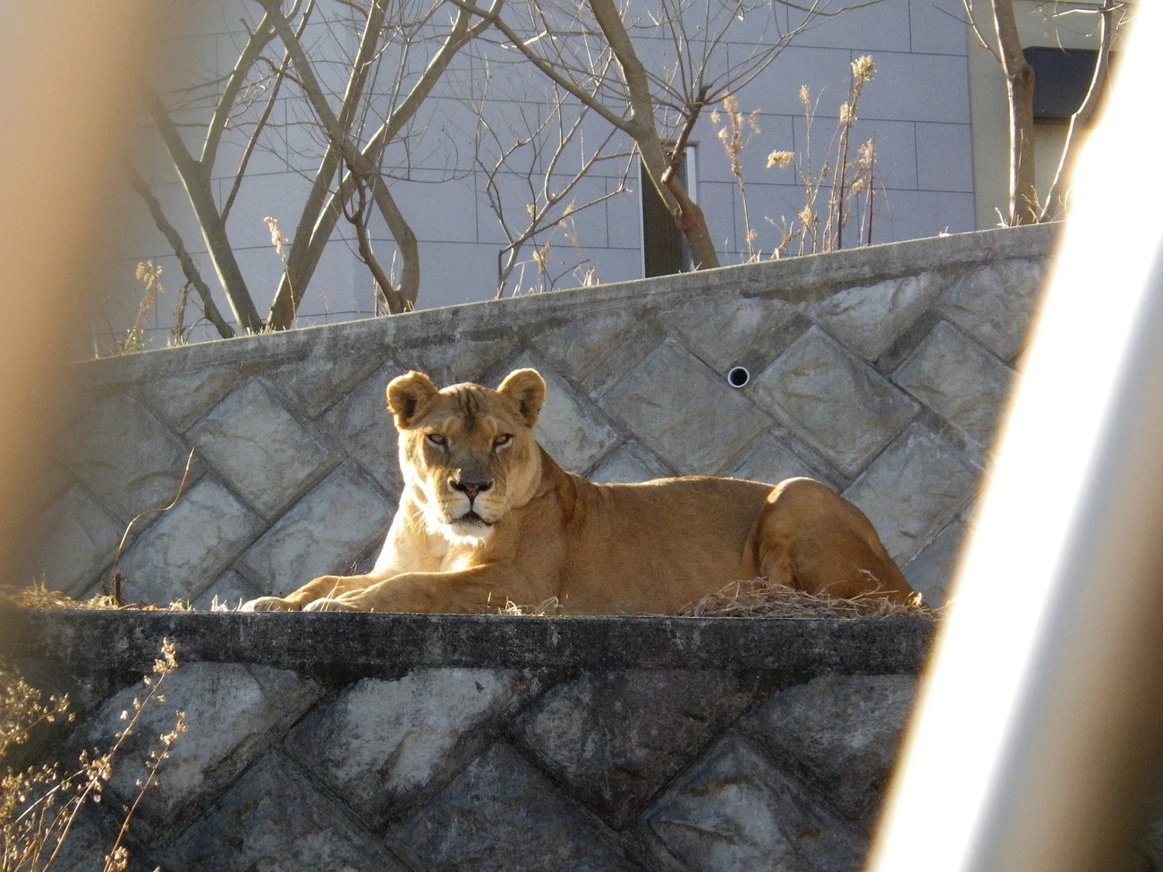 Löwin, Tokio Zoo 