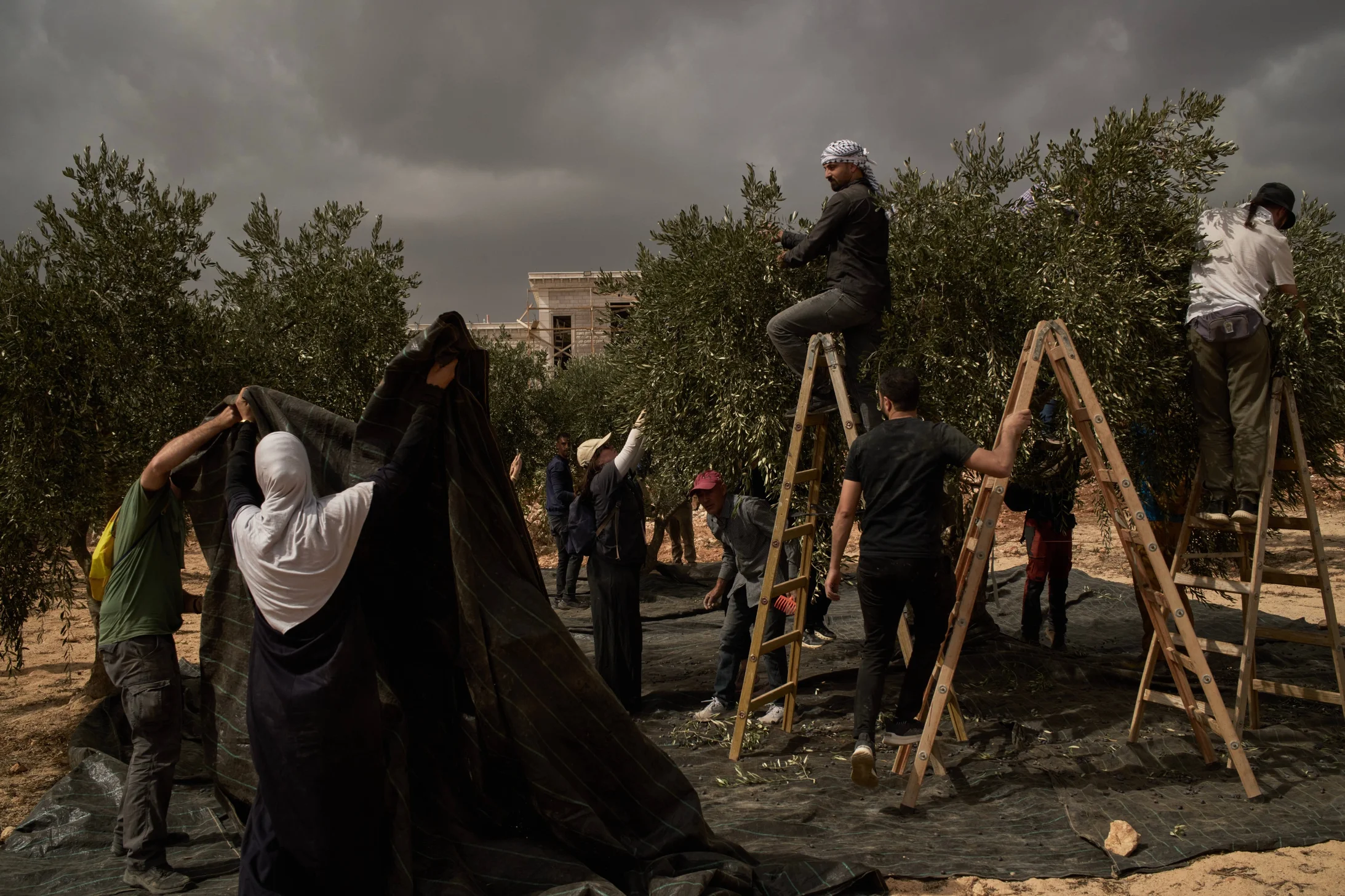 Olivenernte, Westbank