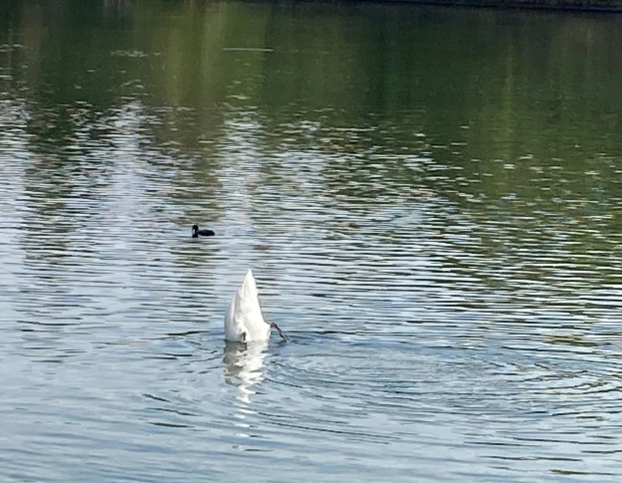 In allen Sphären beheimatet: Wasser, Land, Luft