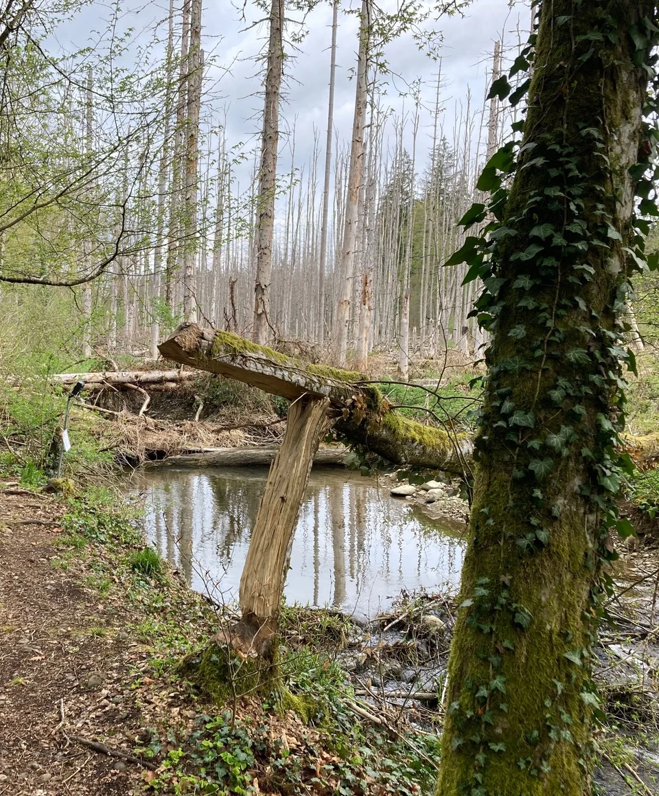 Bibersee bei Marthalen: Am richtigen Ort den Damm gebaut.