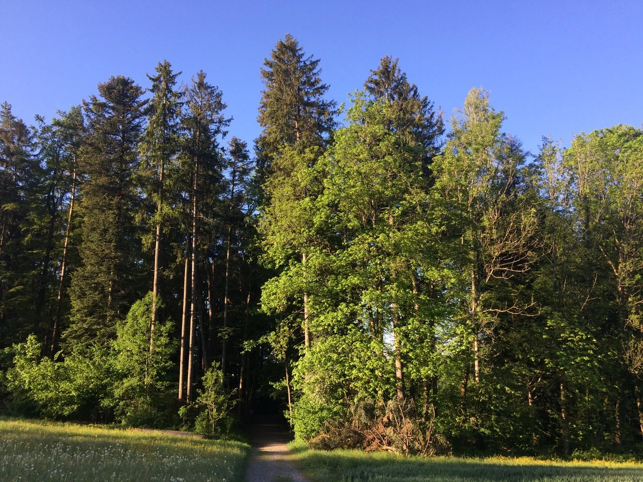 Im Wald ist das Morgenkonzert im Gange