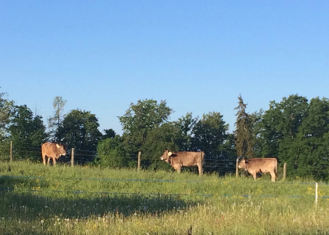 Das Gebimmel der Kühe