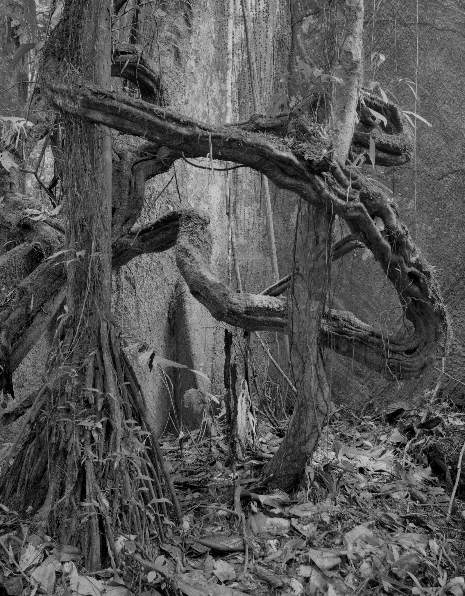 Guido Baselgia, Tierra caliente № 6, 2018, © Guido Baselgia