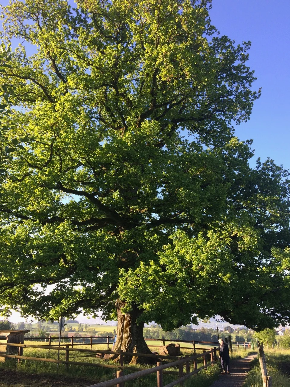 „Verlobungseiche“