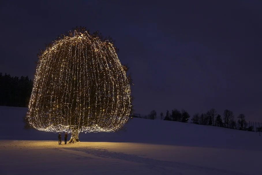 Die Weihnachtslinde bei Kaltenstein auf der Forch (Bild: Elektro4 AG Küsnacht)