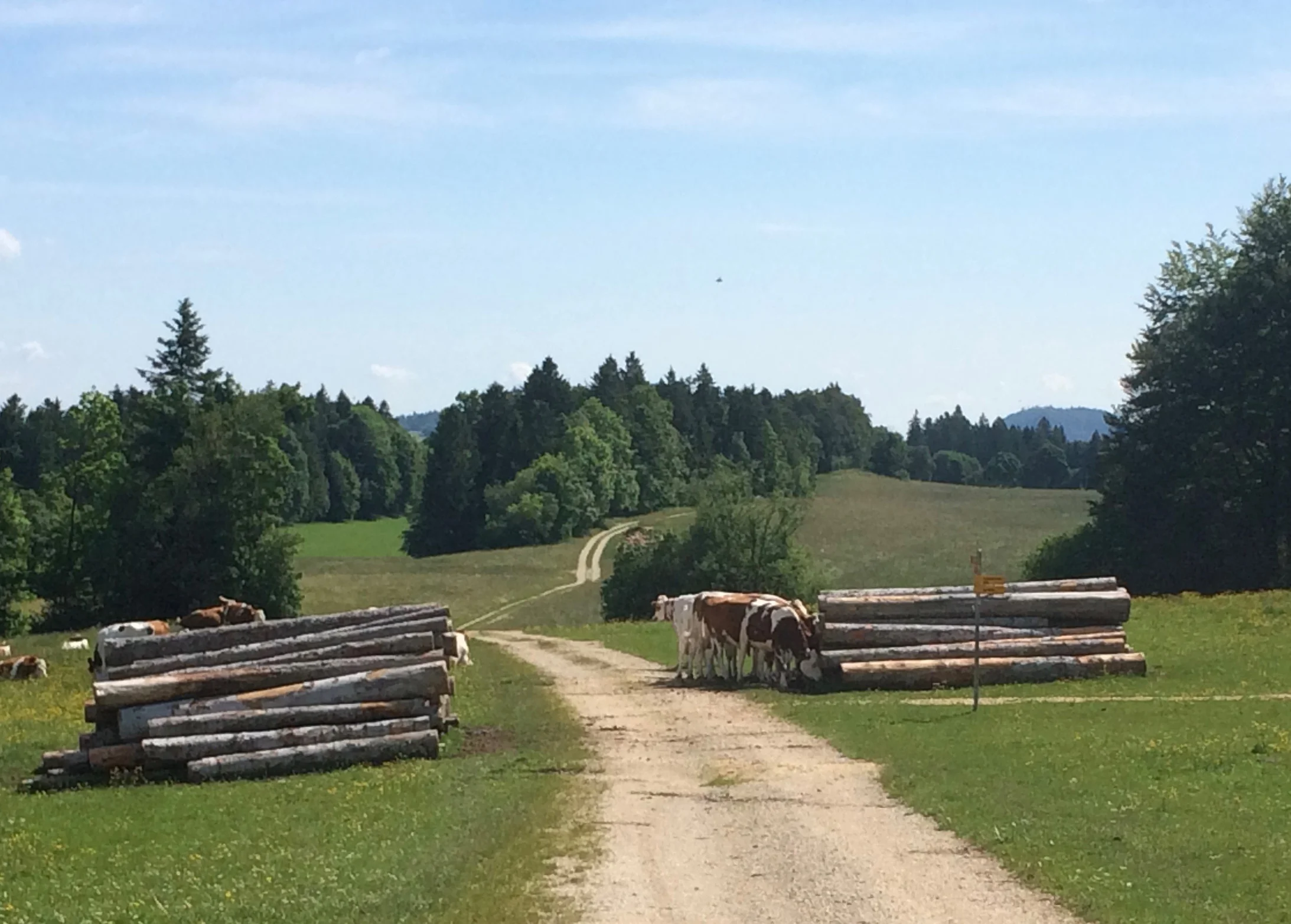 In den Freibergen bei Saulcy