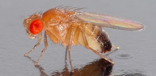 Die 2,5 x 0,8 mm kleine Schwarzbäuchige Taufliege (Drosophila melanogaster). Foto: André Karwath, Wikimedia