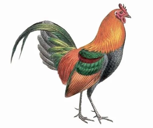 Bankivahuhn,die wildlebende Stammform des Haushuhns. Foto: Museum zu Allerheiligen