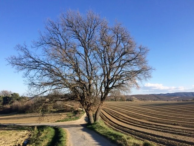 Vorfrühling in der Haute-Provence