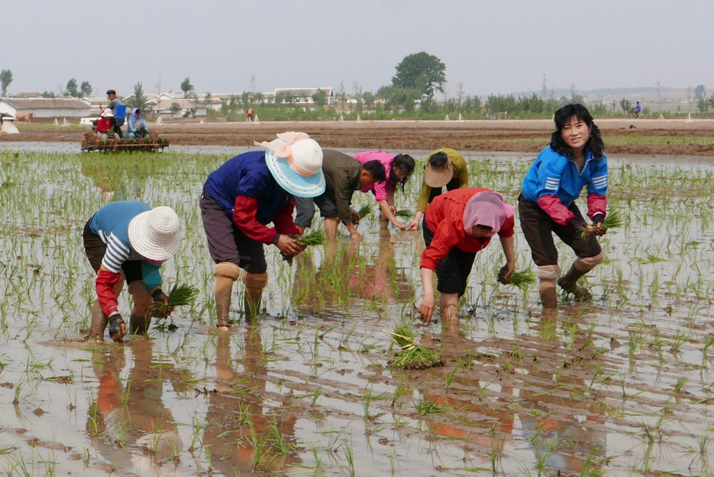
Nordkoreanische Bauern pflanzen Reissetzlinge in einem Feld der Sambong Kooperativ-Farm in der Provinz Süd-Pyongan. Der Mai ist in Nordkorea der entscheidende Monat für das Ausbringen der Setzlinge in die Reisfelder. UN-Organisationen haben kürzlich gewarnt, wegen Ernteausfällen des vergangenen Jahres und fehlendem Regen in diesem Jahr stehe Nordkorea erneut vor einer Hungersnot. (Keystone/AP Photos/APTN) 

