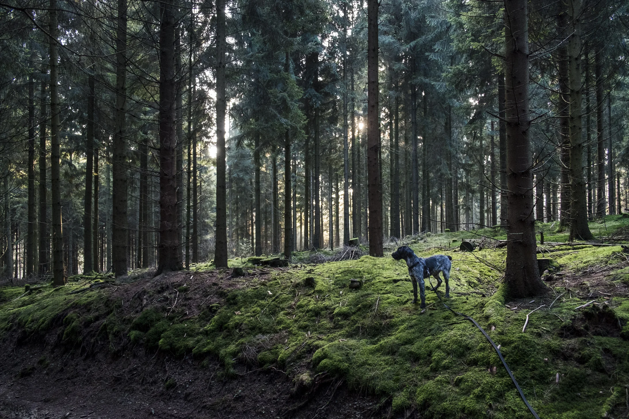 Alter Wagenpfad bei Kempershöhe © Dirk Gebhardt, Quer durch, Nimbus 2017