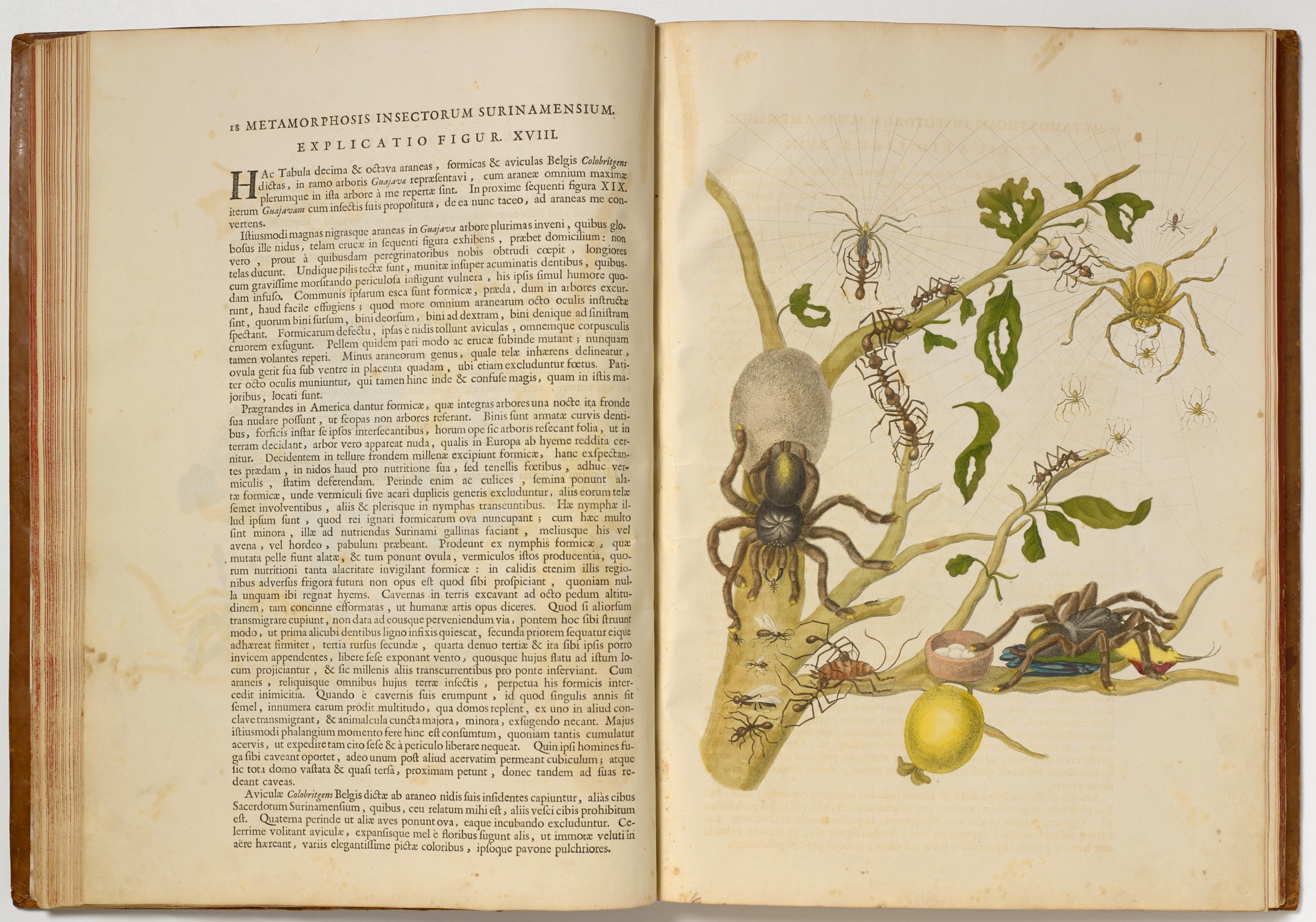 Maria Sibylla Merian, 1705, Ledergebundenes Buch mit 60 kolorierten Umdrucken, Buch: 3,5 x, 37,5 x 51,5 cm, © Kunstmuseum Basel, Kupferstichkabinett