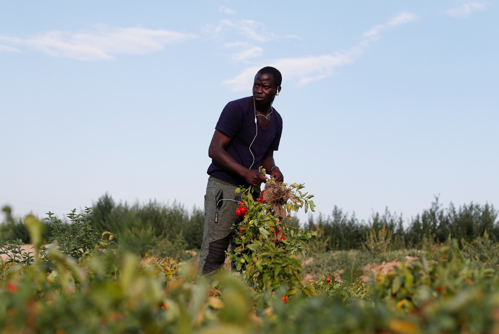 Menschen wie Idrissa Diassy (24) aus Senegal sind Opfer der globalisierten Tomatenproduktion. Er arbeitet fernab der Heimat bei Foggia in Süditalien. © Alessandro Bianchi / Reuters /via alliancesud
