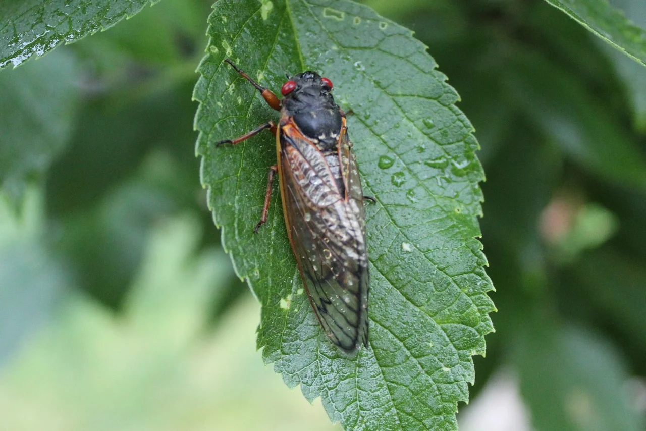 Erwachsene periodische Zikade