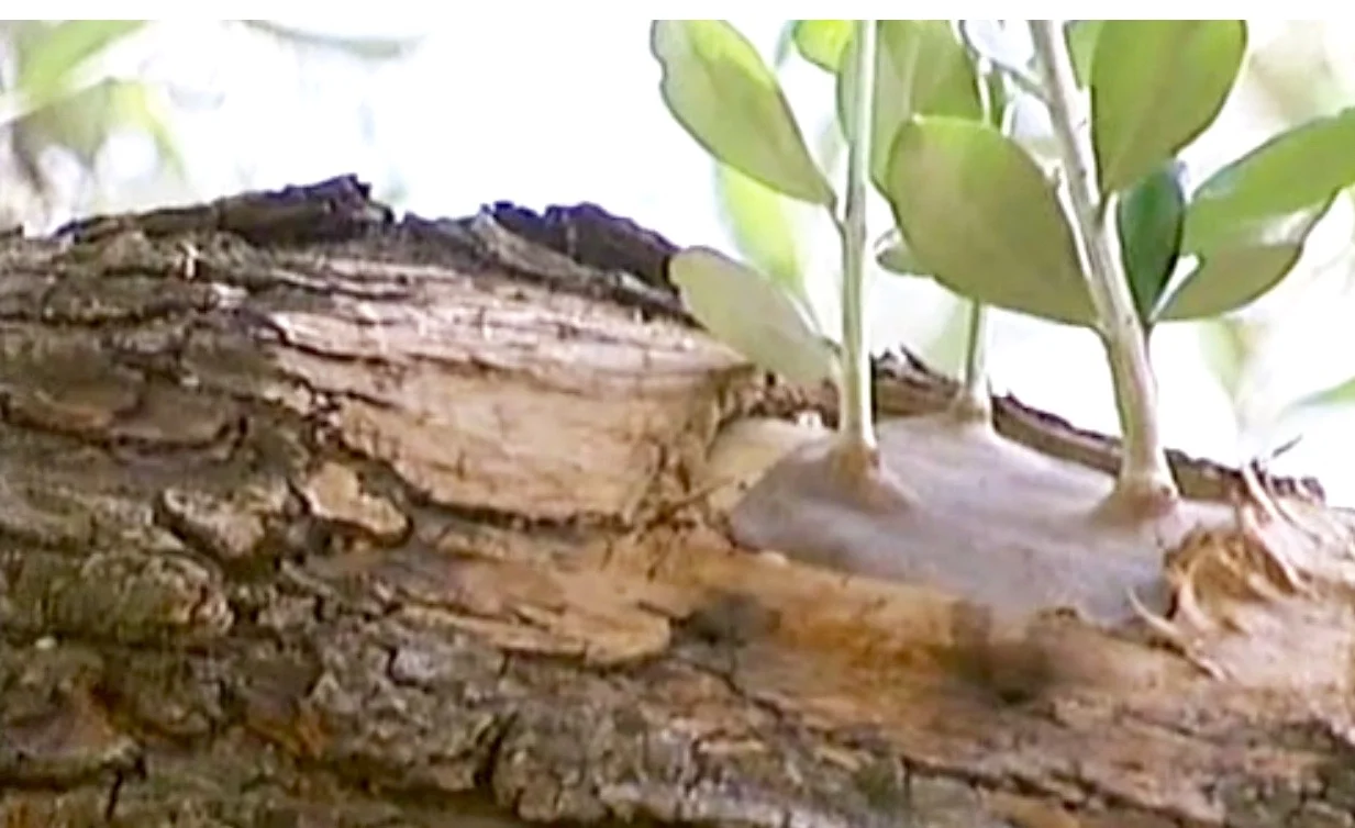 Kurz lebende Sprösslinge