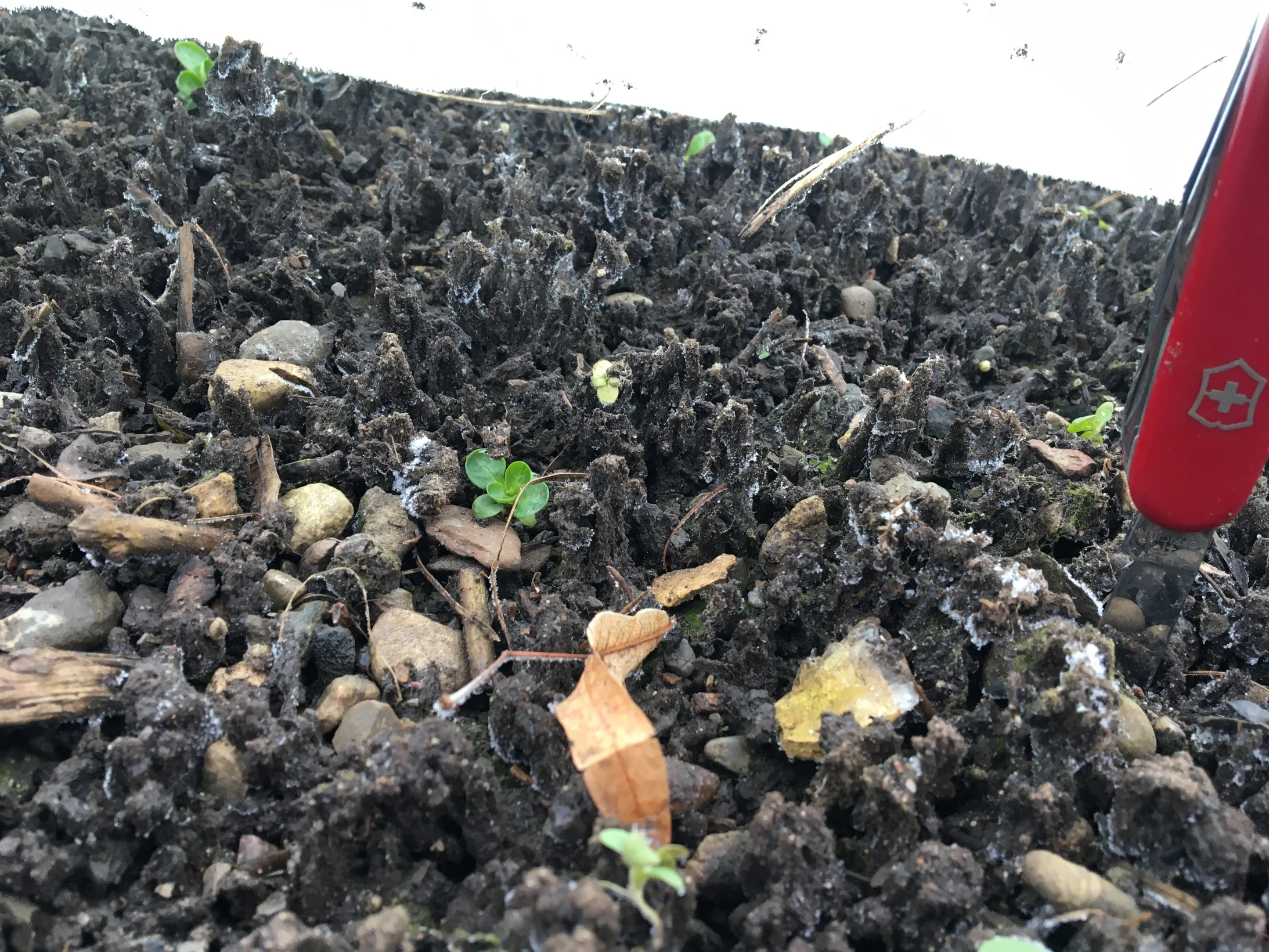 Einwirkungen des Frosts beim Gartenboden (Foto: J21, Claude Lüscher)