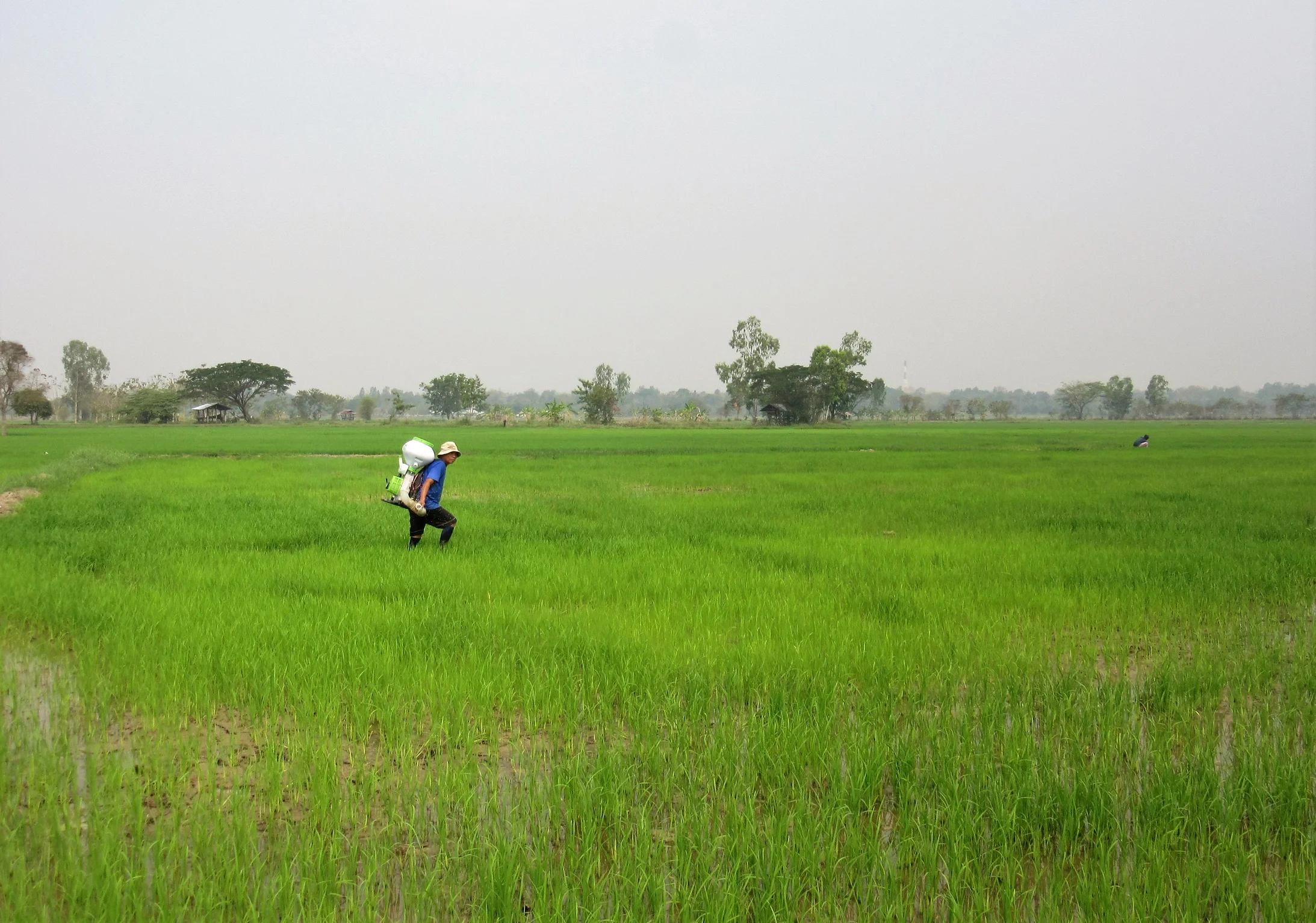 Ein Arbeiter düngt das Feld
