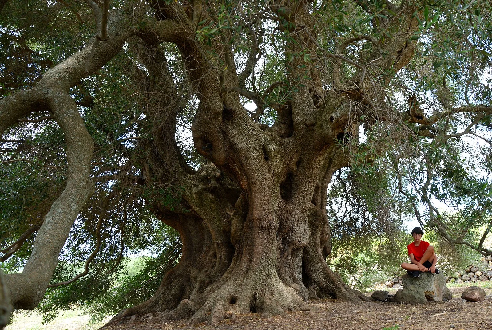 So wird er nie mehr aussehen. Das Bild stammt aus dem 2018 (Foto: Wikimedia)